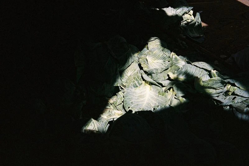 Pile of fresh cabbages in a market or farm setting, with dramatic lighting creating shadows and highlights on the produce.