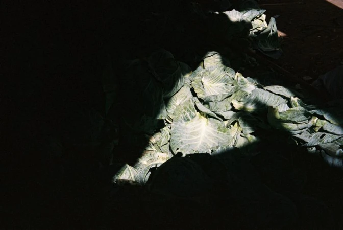 Pile of fresh cabbages in a market or farm setting, with dramatic lighting creating shadows and highlights on the produce.