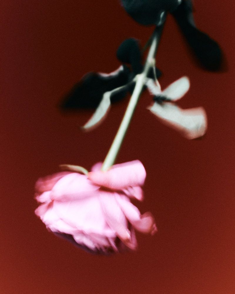 A blurred, dreamy photograph presents a light pink rose, softly out of focus, set against a dark reddish-brown background. The bloom droops gently.