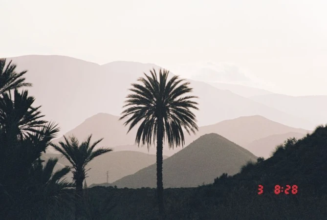 Palm trees stand against a backdrop of hazy mountains, silhouetted by the soft light, creating a tranquil desert landscape.