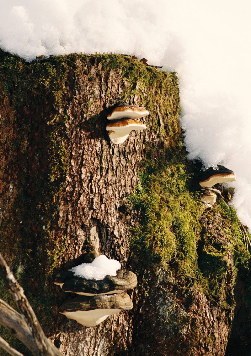 Tree stump covered in moss and fungi, partially covered in snow. Close-up, outdoor scene. Wintery forest environment.