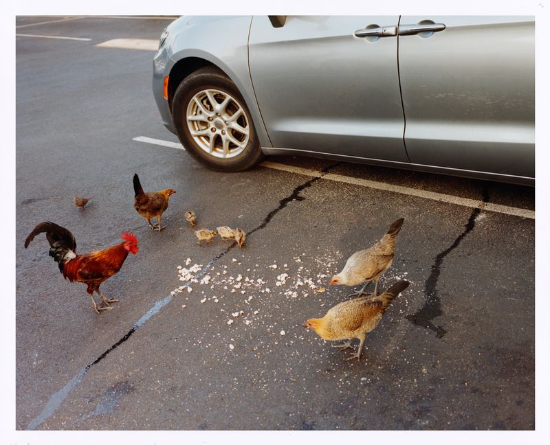 Several chickens, including a rooster and chicks, gather in a parking lot, pecking at food scattered near the rear of a parked silver minivan.