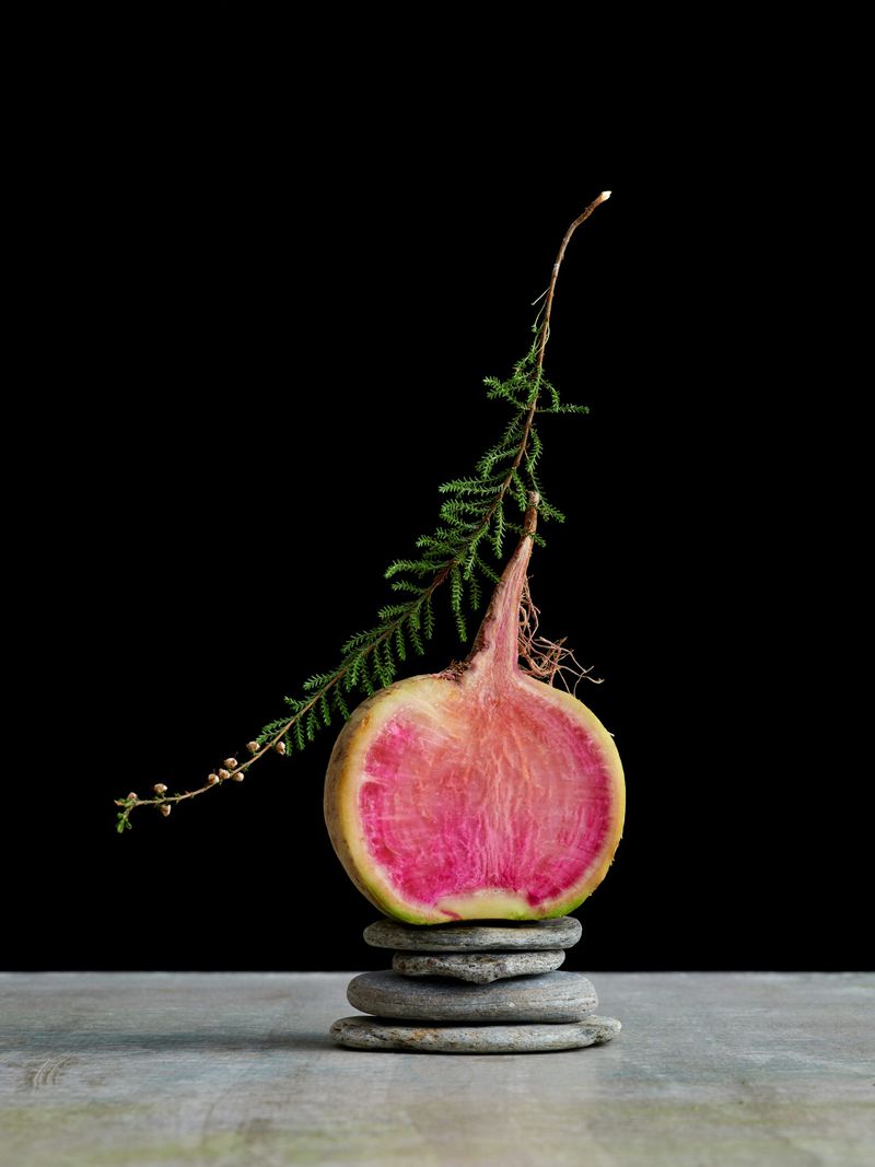 Still life studio shot of a sliced pink turnip balanced on grey rocks, adorned with a green sprig against a dark backdrop.