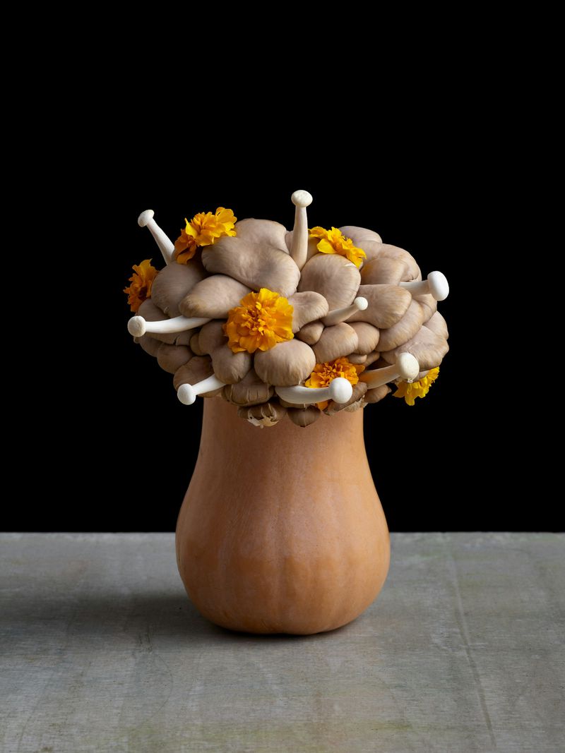 Still life of oyster mushrooms and marigolds arranged in a butternut squash vase, set against a black background on a grey surface.