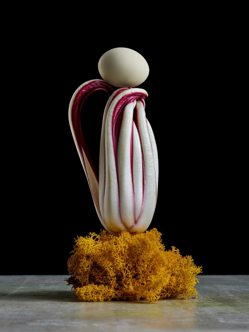 Still life studio shot of a white egg balanced atop a head of radicchio with a yellow moss base against a stark black background.