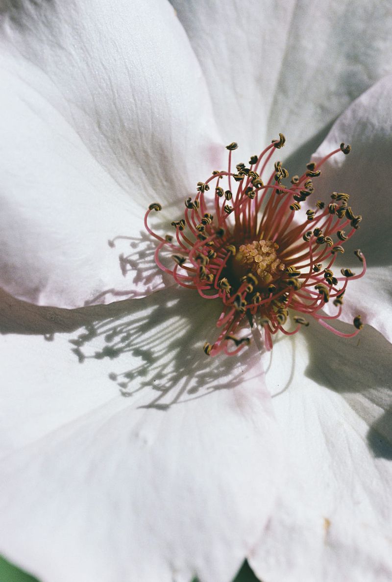 Close-up view of a white rose with a prominent pink and yellow stamen. The flower's petals are soft and textured in the daylight.