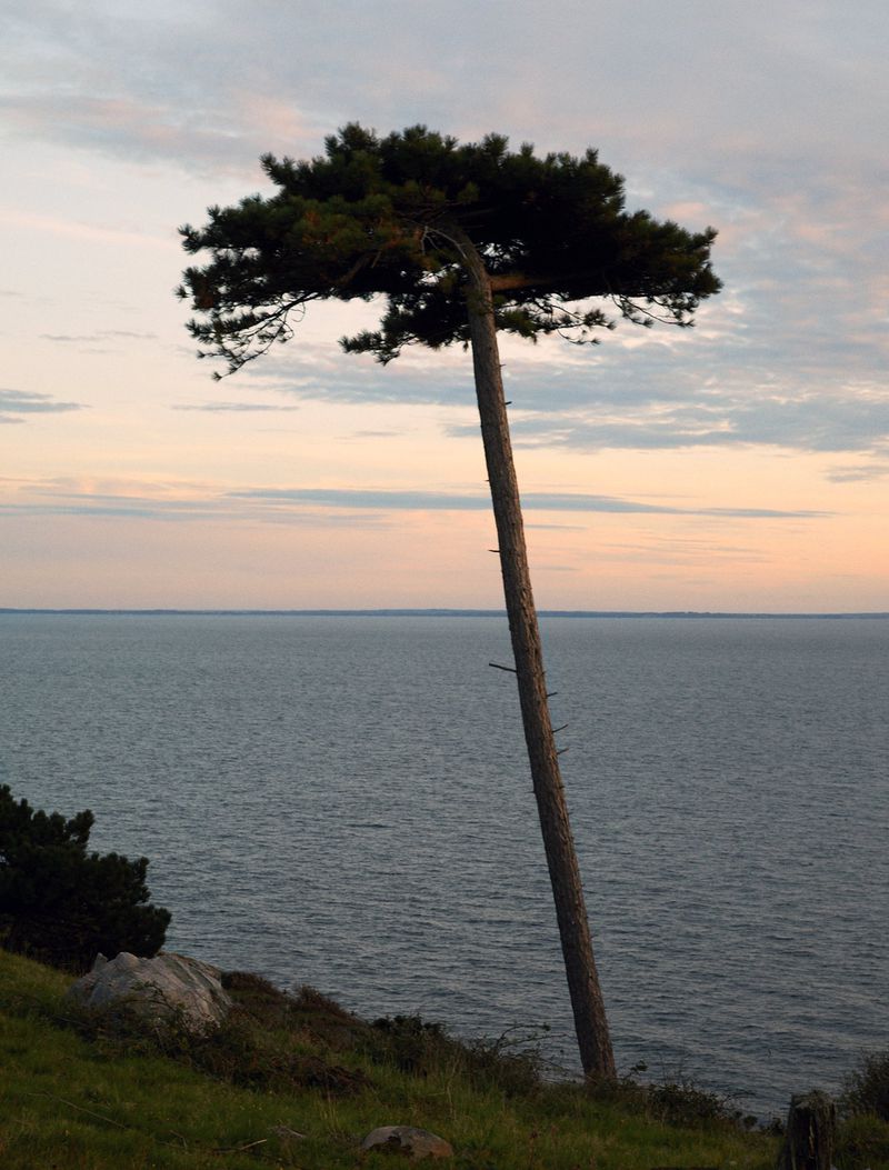 A single tree stands on a grassy hill overlooking the ocean under a pastel sky at dusk, showcasing a tranquil coastal landscape.