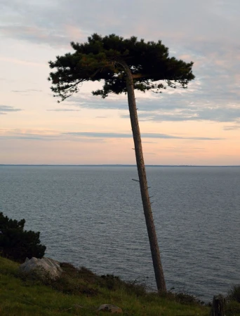 A single tree stands on a grassy hill overlooking the ocean under a pastel sky at dusk, showcasing a tranquil coastal landscape.