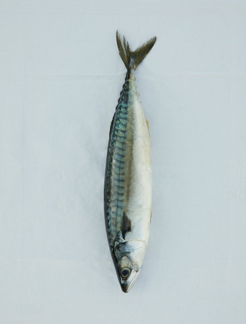 Overhead close-up of a fresh mackerel on a white surface, showcasing its silvery skin and streamlined body, studio lighting.