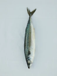 A fresh mackerel fish positioned vertically against a clean white background.