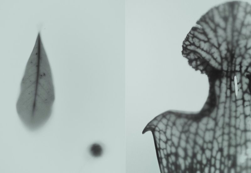 Monochrome image featuring a blurred leaf and round object with a sharp pitcher plant in a minimalist composition on light background.