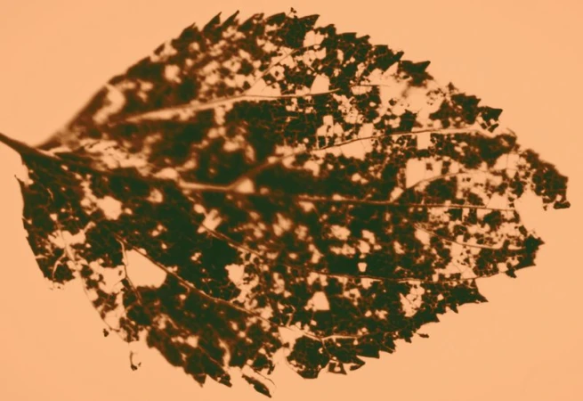 Close-up of a decaying leaf against an orange background, revealing intricate patterns of decomposition and skeletal structure.
