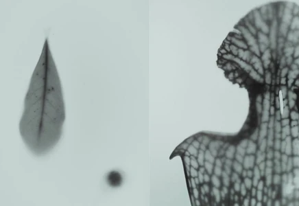 Macro view of botanical specimens showing intricate leaf vein patterns and a floating leaf against a diffused pale background.