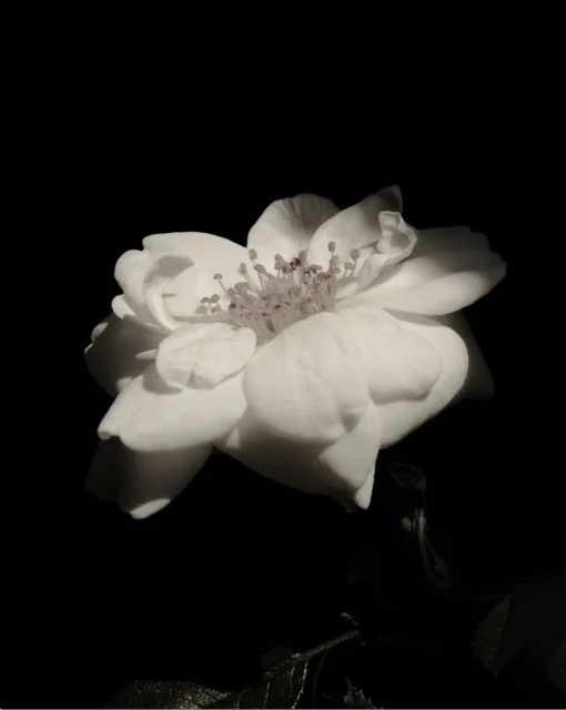 Close-up photo of a white rose in full bloom, set against a stark black backdrop creating a dramatic, high-contrast image.