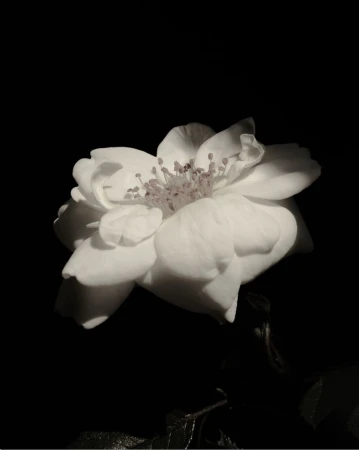 Close-up of a white flower blossom illuminated against a solid black background.