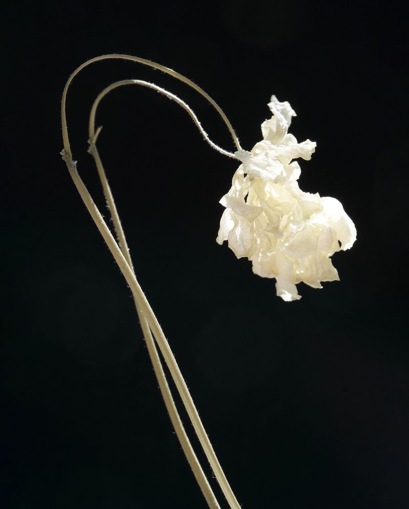 Close-up of a wilting white flower with arched stems set against a stark black background, creating a sense of fragility and natural decay.