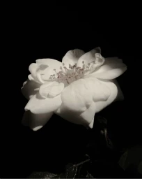 Close-up of a white flower blossom illuminated against a solid black background.