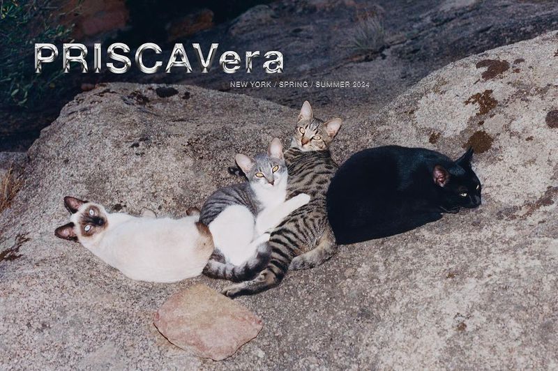Four domestic cats, each a different color and pattern, are lying on a gray rock surface outdoors under soft, diffused lighting.
