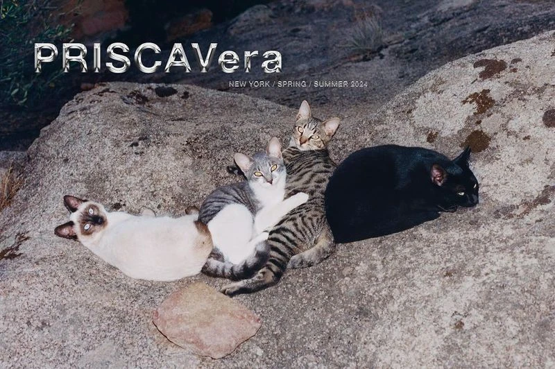 Four domestic cats, each a different color and pattern, are lying on a gray rock surface outdoors under soft, diffused lighting.