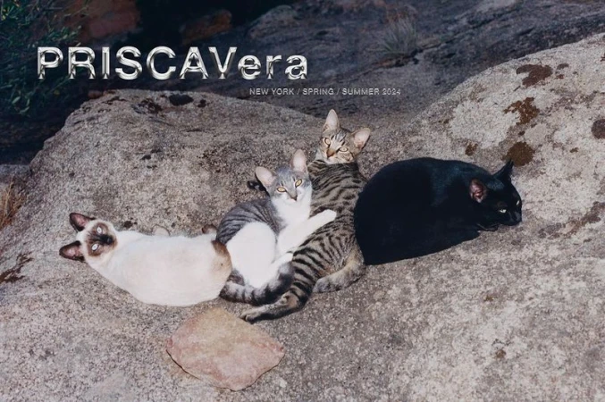 Four domestic cats, each a different color and pattern, are lying on a gray rock surface outdoors under soft, diffused lighting.