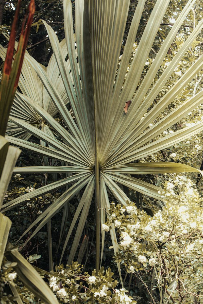 A large green palm leaf with radiating fronds dominates the frame, complemented by delicate white flowers and a blurred background of foliage.