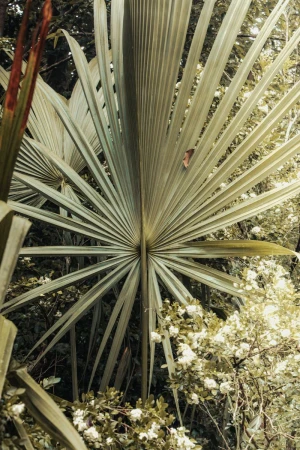 A large green palm leaf with radiating fronds dominates the frame, complemented by delicate white flowers and a blurred background of foliage.