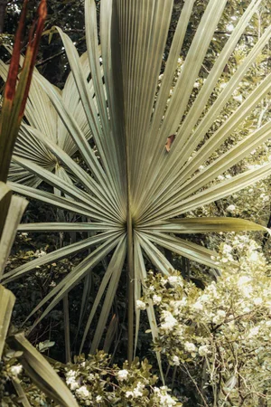 Close-up of a large ribbed fan palm leaf surrounded by lush foliage and small blooming white flowers in natural outdoor light.