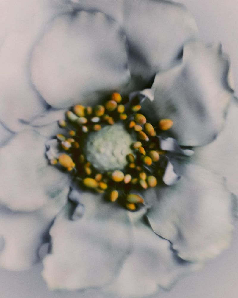 Close-up studio shot of a single white flower with a yellow pollen core, showcasing delicate petals and soft, diffused lighting.