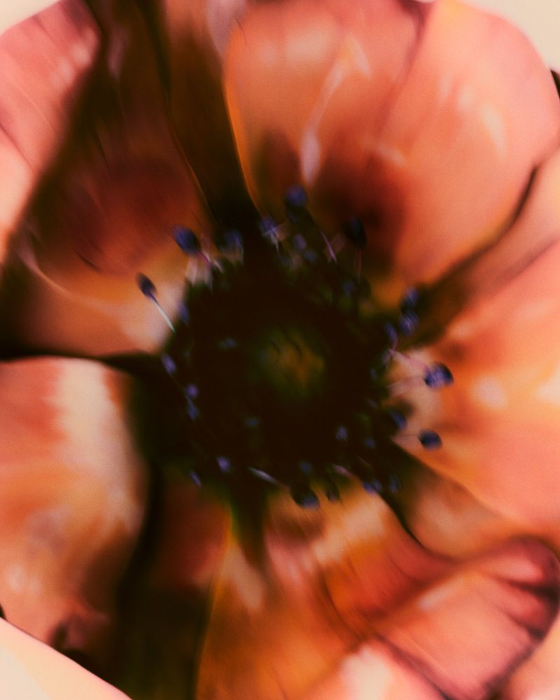 Close-up photograph of a peach-colored flower with dark purple stamen in the center, with a shallow depth of field.