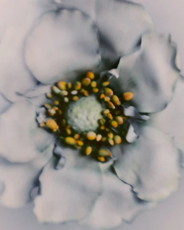 Macro photograph of a white flower with yellow-tipped stamens, set against a soft, blurry background creating a dreamy, artistic floral image.