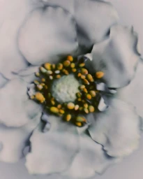 Close-up of a soft-focus flower with muted pale grey petals and a ring of yellow and amber stamens around the central pistil.