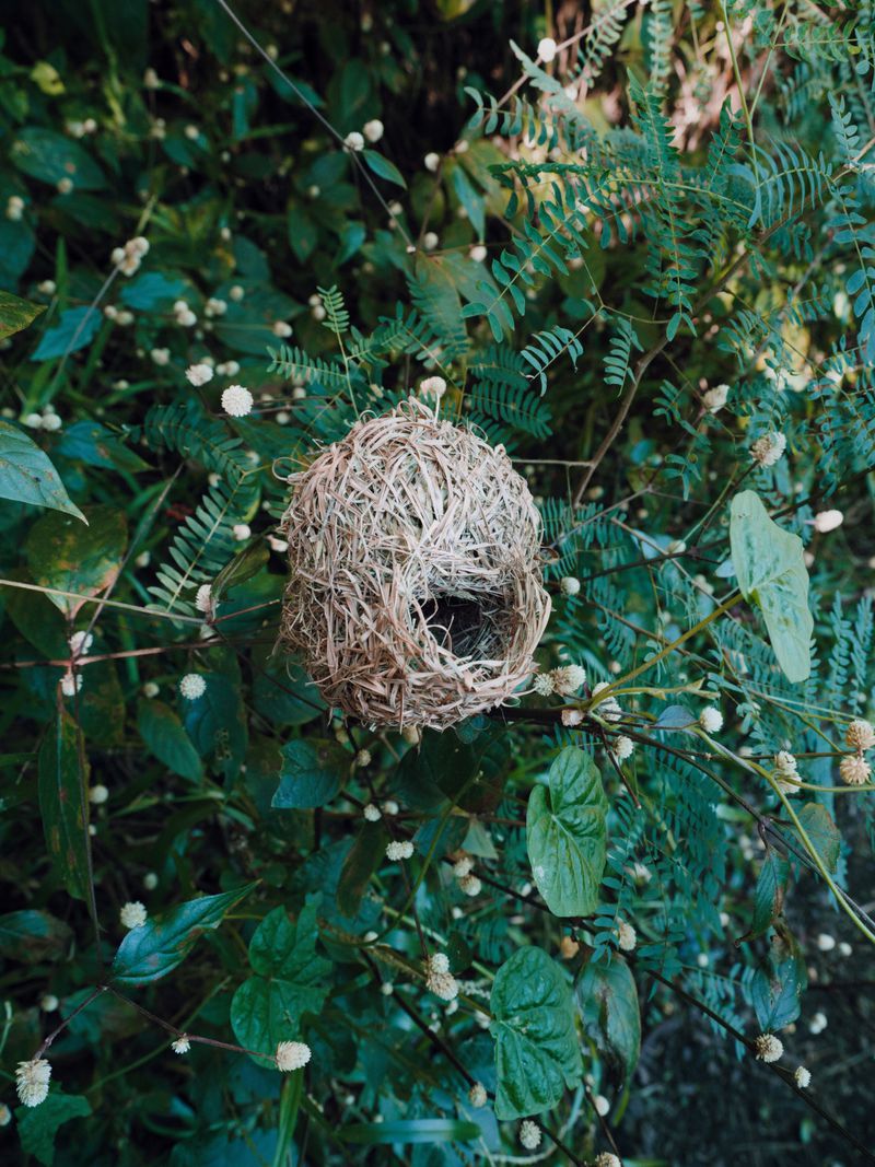 Close-up of a woven bird nest hanging in a bush with green foliage and small white flowers, providing a natural habitat scene.