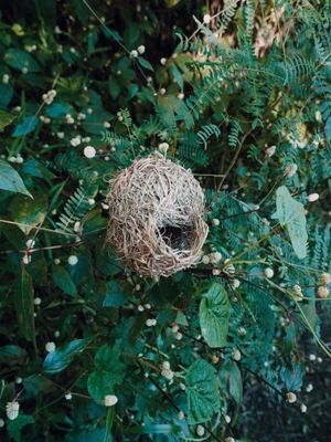 A woven spherical bird nest nestled amidst dense green foliage and small white wildflower buds.
