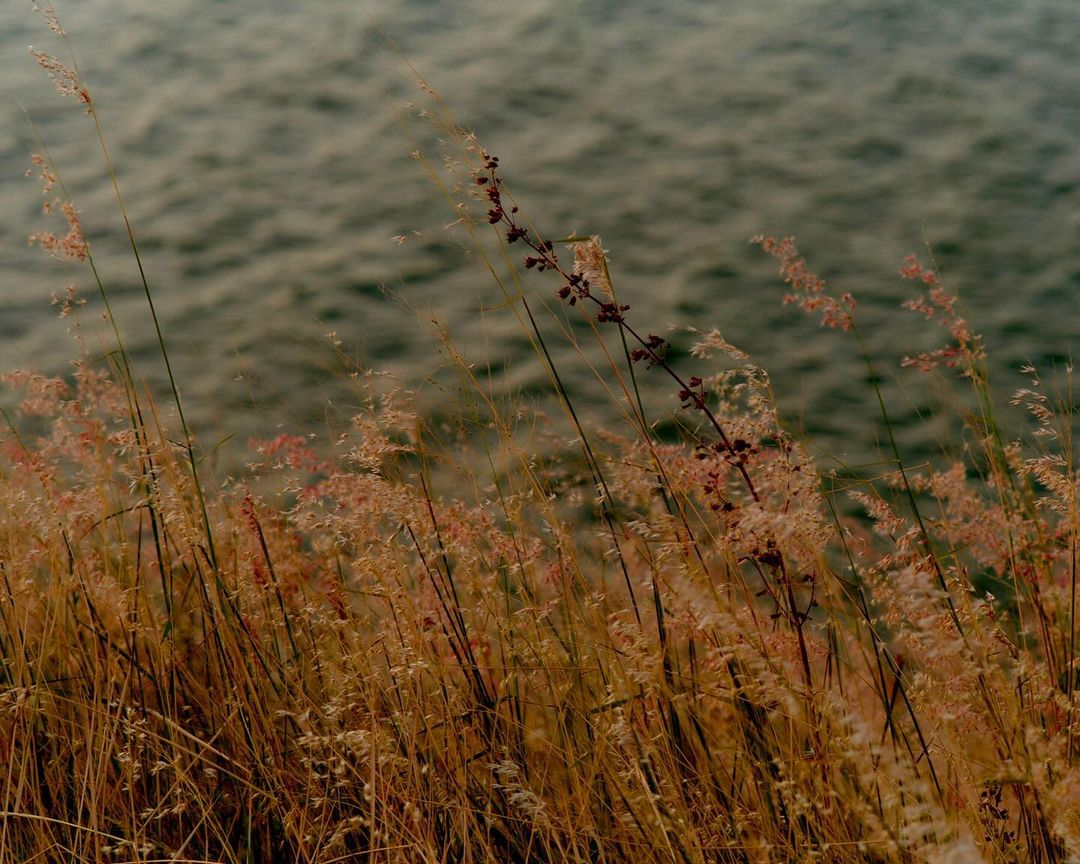 Tranquil, close-up view of tall, golden grasses with feathery plumes gently swaying against a soft-focus background of rippling ocean waves.