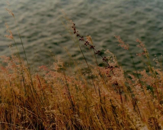 Tall golden wild grasses and seed heads growing on a slope above dark rippling water.