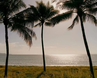 Three tall palm trees silhouetted against a bright sunlit ocean and sandy beach, photographed by Saskia Wilson for Ardo Hotel.