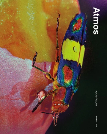 Macro photography of an iridescent beetle with blue and yellow wing covers resting on a textured pink and orange surface.