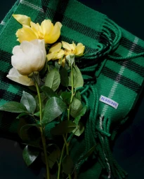 A green plaid Burberry fringe scarf laid flat with blooming yellow and white roses against a dark surface.