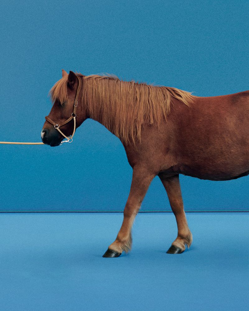 A brown horse with a light brown mane and a halter walks across a blue background in a studio shot, animal photography.