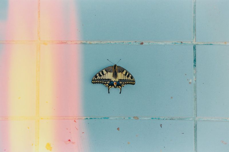 Butterfly with black and yellow markings rests on a light blue, tiled surface with a soft, diffused light effect on the left.