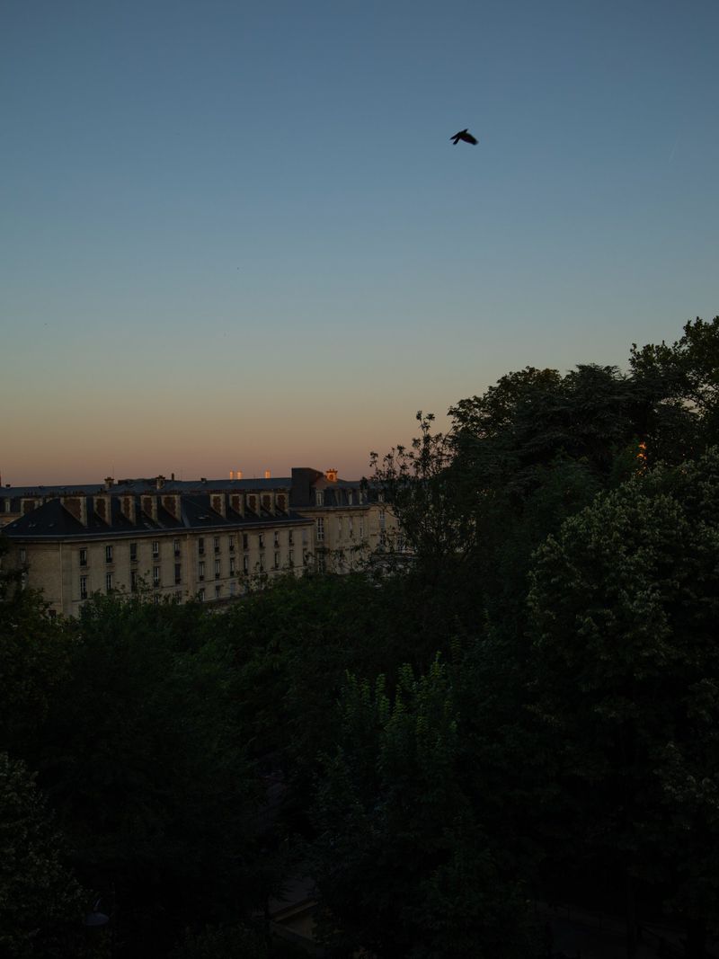 Bird in flight over Parisian buildings and trees at dusk, with a soft gradient sky, offering a serene and peaceful urban vista.
