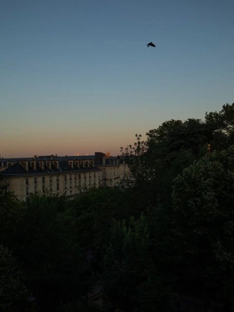 Bird in flight over Parisian buildings and trees at dusk, with a soft gradient sky, offering a serene and peaceful urban vista.