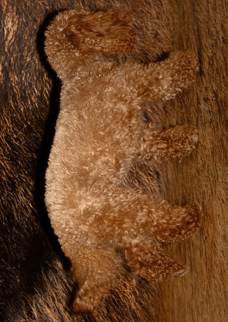 Close-up of a brown, plush, poodle toy lying on a dark brown surface with fur-like texture, showcasing the texture of both items.