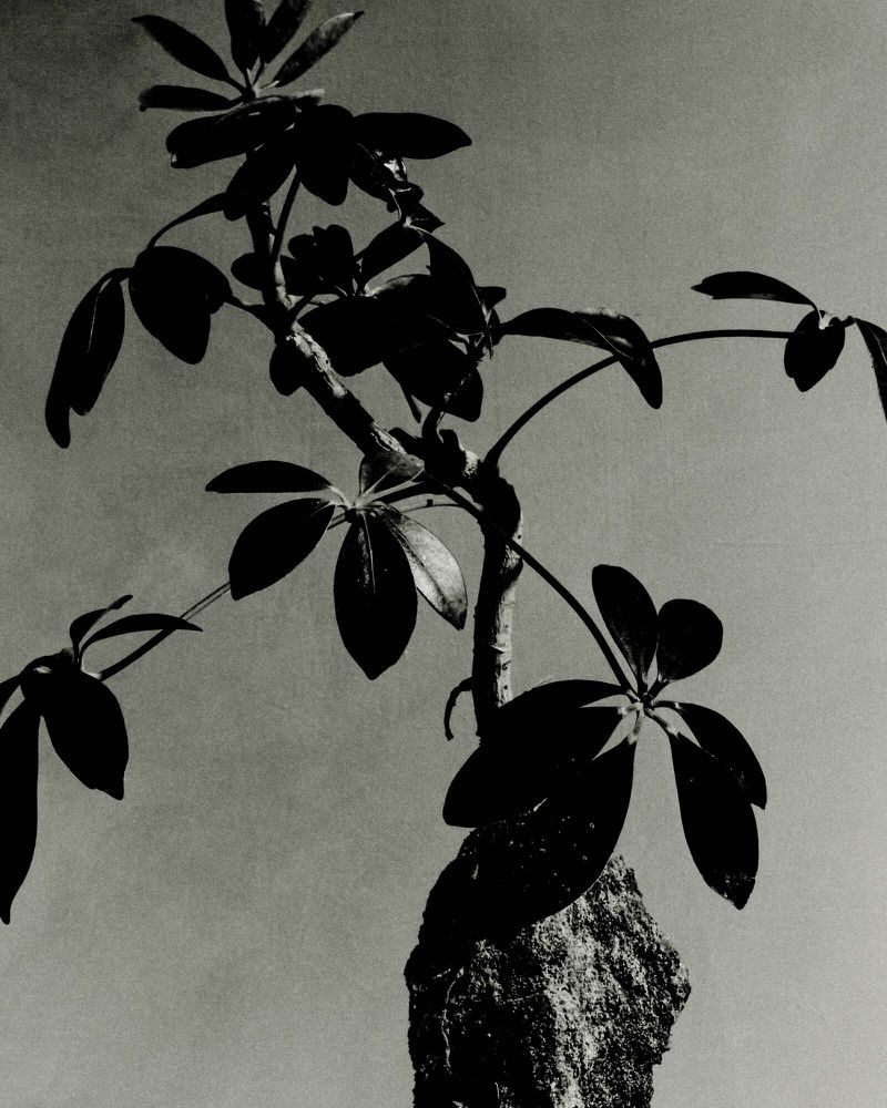 Monochrome photograph of a small tree with dark green leaves, a textured trunk, and a grey gradient background in a studio setting.