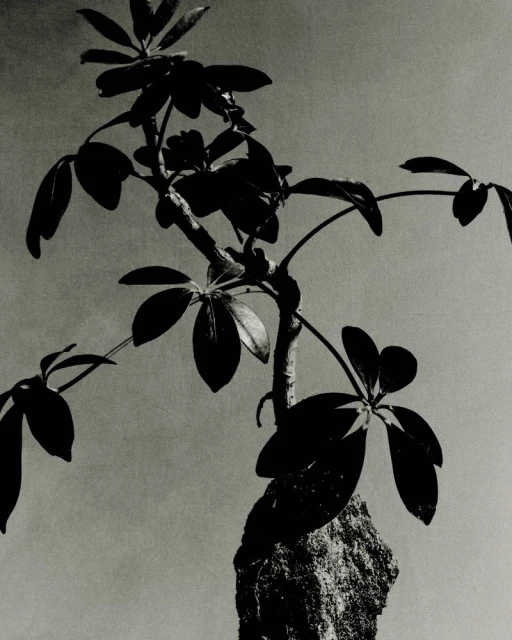 Monochrome photograph of a small tree with dark green leaves, a textured trunk, and a grey gradient background in a studio setting.