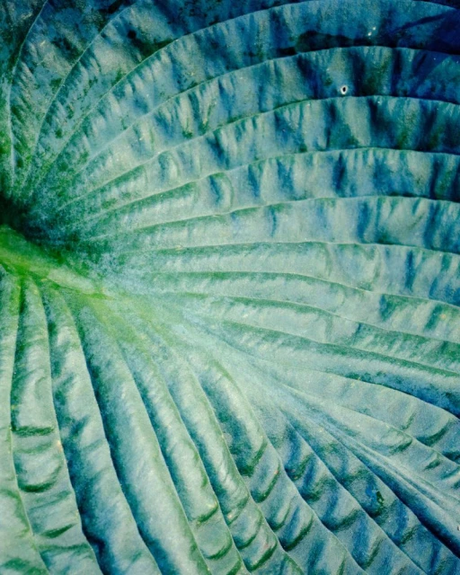Close-up of a large, ribbed green leaf with a radial pattern, creating a textured, natural botanical background in soft lighting.