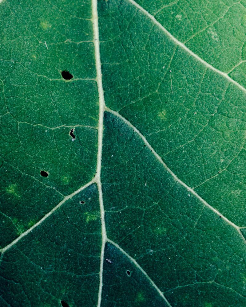 Close-up of a vibrant green leaf showcasing intricate vein patterns and small perforations, highlighting its natural texture and details.