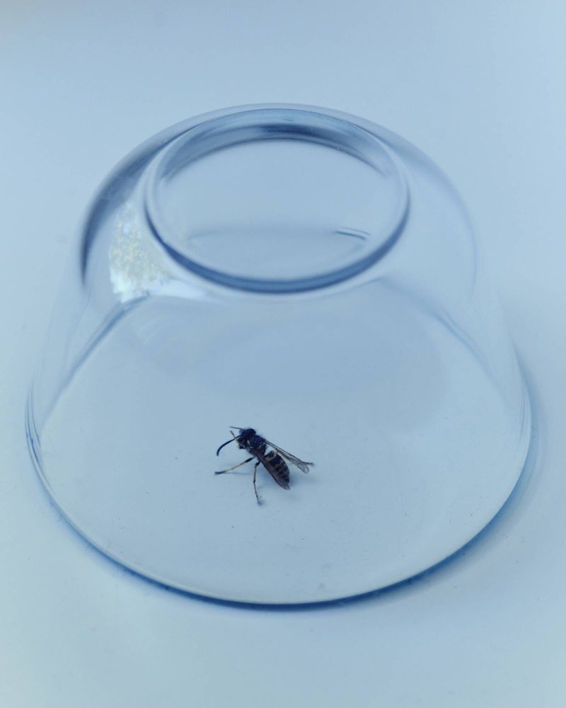 Close-up shot of a wasp trapped inside a clear, overturned glass bowl on a white surface, showcasing the insect's isolated state.