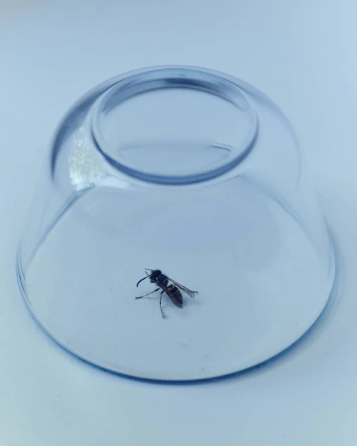 Close-up shot of a wasp trapped inside a clear, overturned glass bowl on a white surface, showcasing the insect's isolated state.