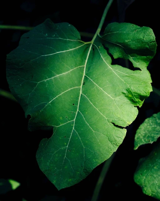 Close-up of a vibrant green leaf with prominent veins, partially shaded against a dark background, highlighting its natural texture.